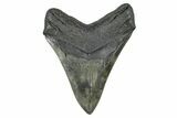Fossil Megalodon Tooth - South Carolina #371769-2